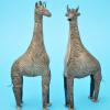 Coppia di giraffe